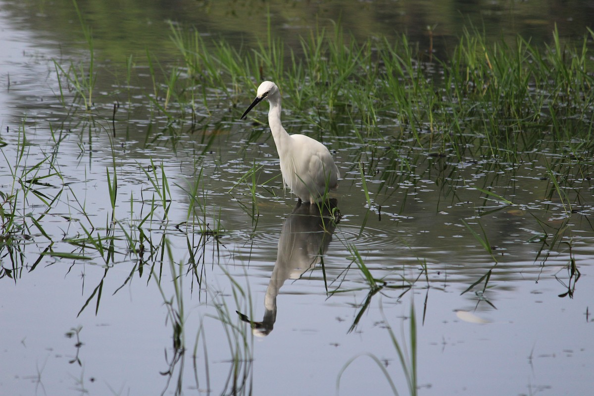 Little Egret - ML647395712
