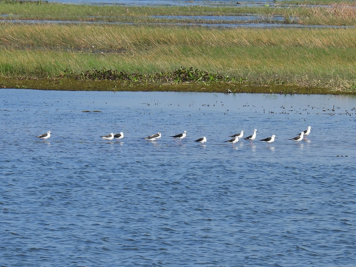 高蹺鴴 - ML647395713