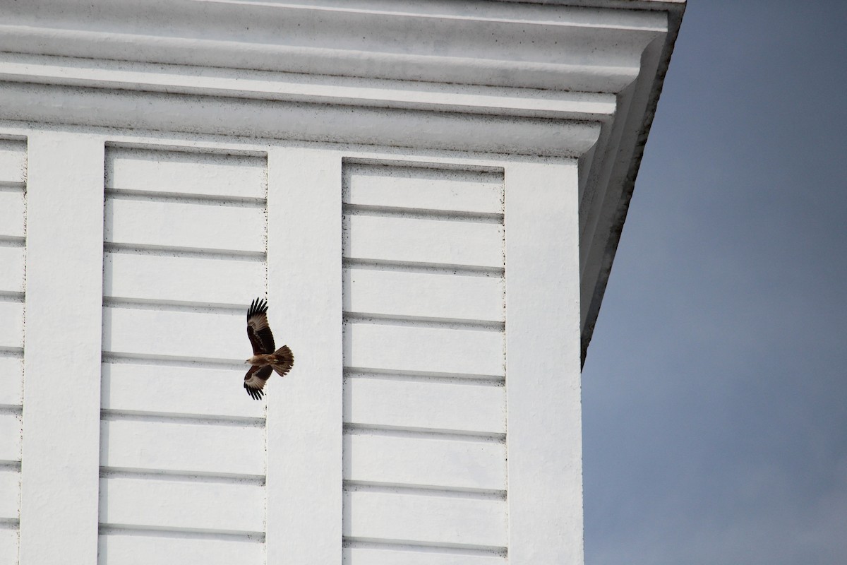 Brahminy Kite - ML647395714