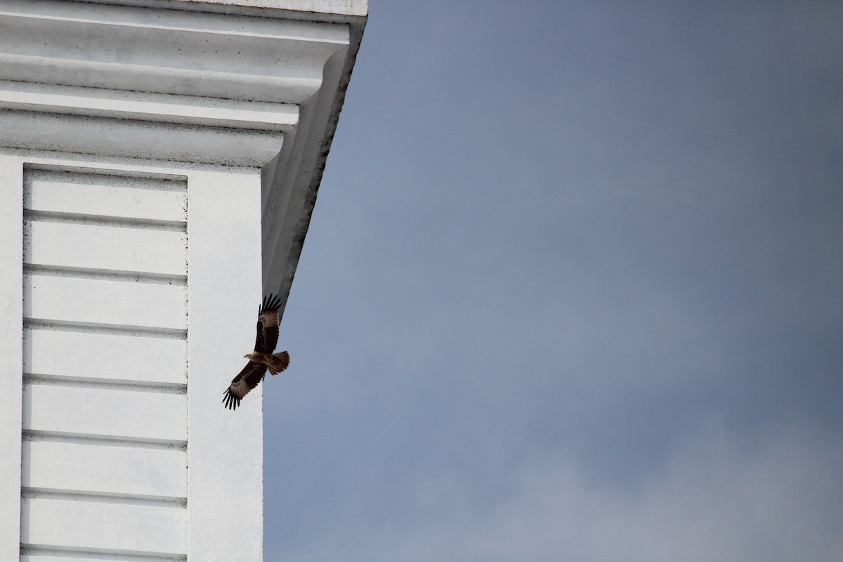 Brahminy Kite - ML647395716