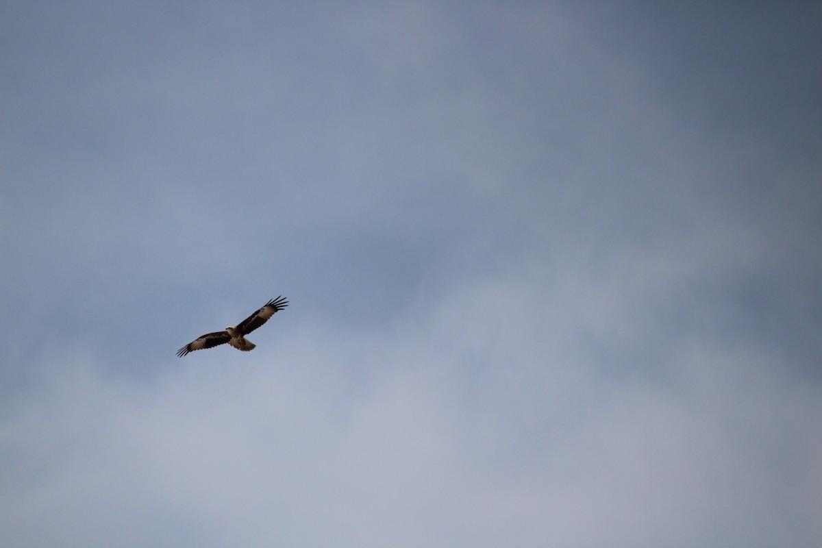 Brahminy Kite - ML647395717
