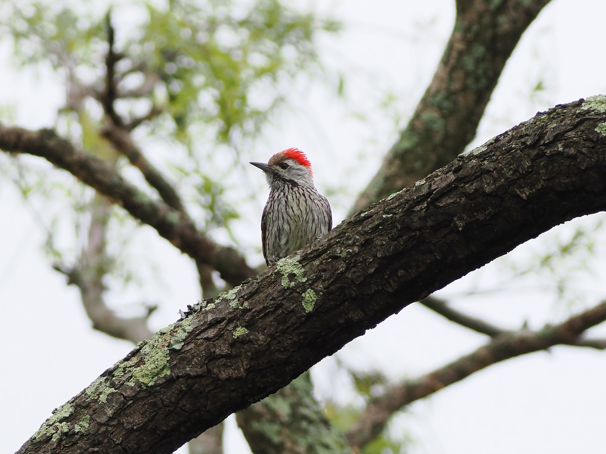 Pito Cardenal - ML647395720