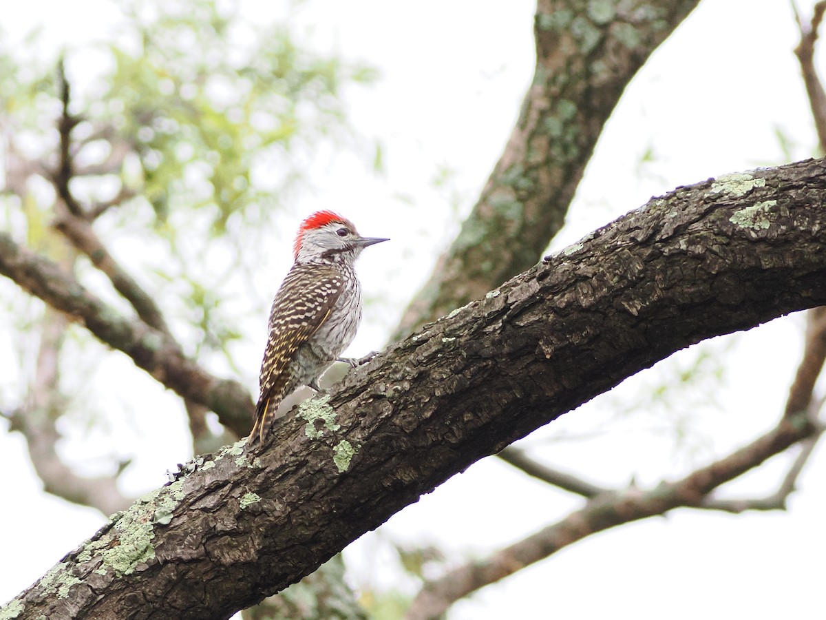 Pito Cardenal - ML647395721