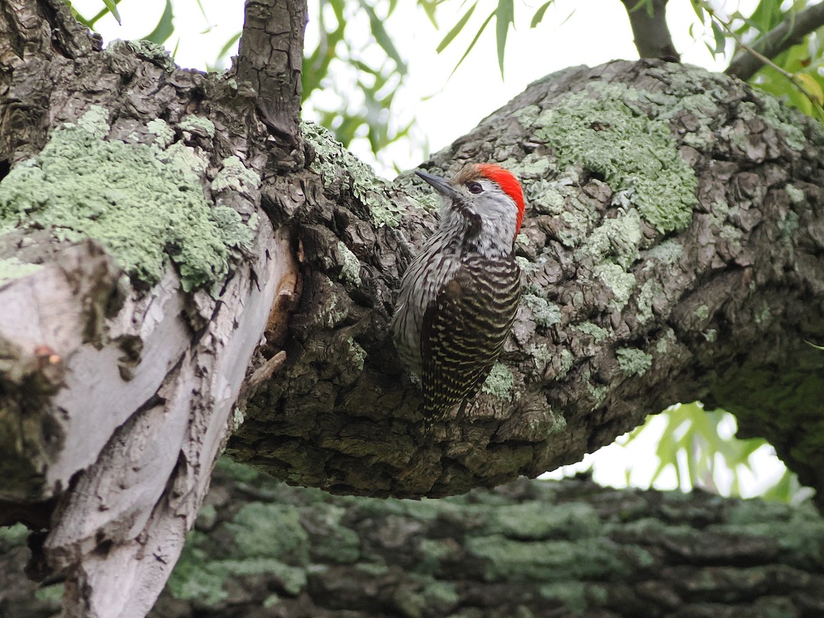 Pito Cardenal - ML647395722