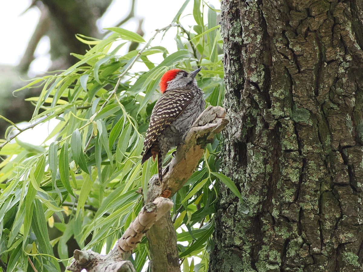 Pito Cardenal - ML647395723