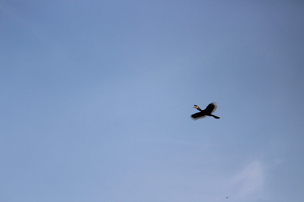 Malabar Pied-Hornbill - ML647395724