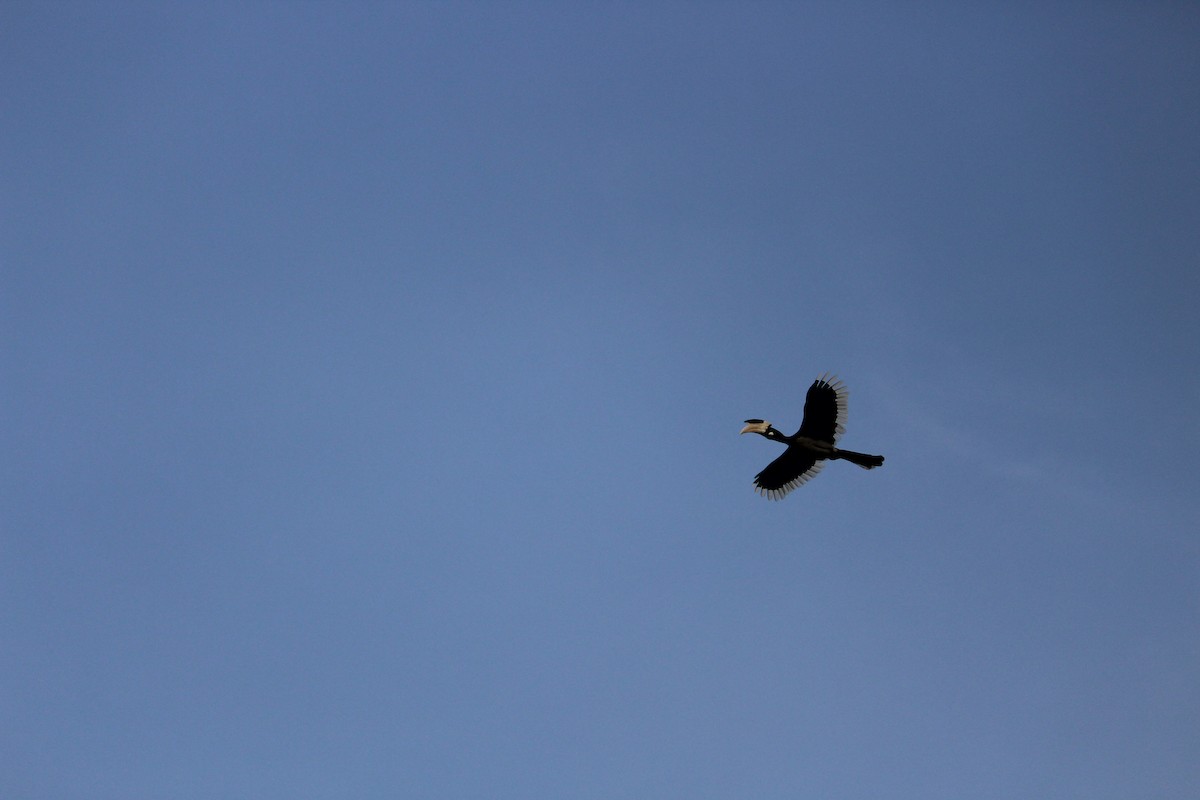 Malabar Pied-Hornbill - ML647395725