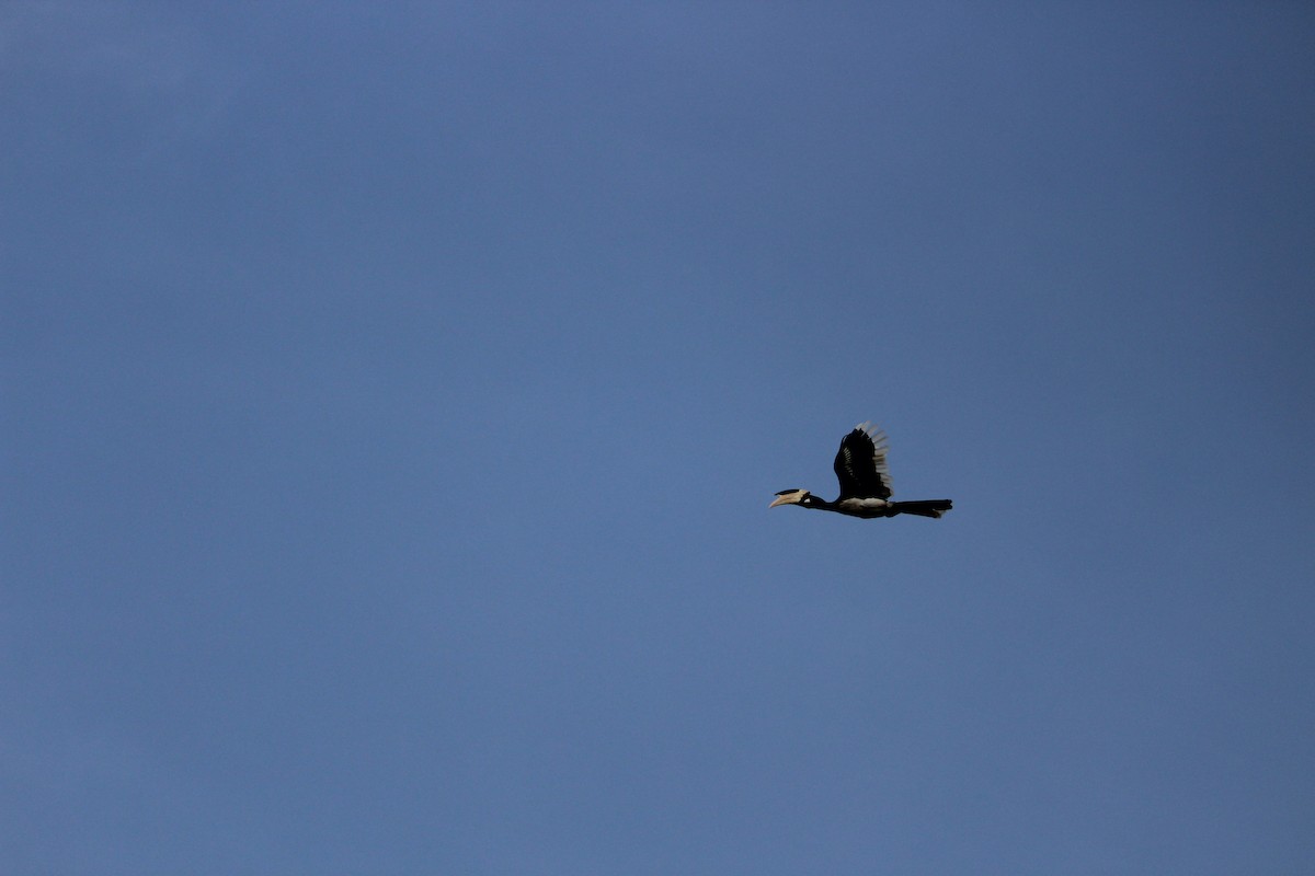 Malabar Pied-Hornbill - ML647395726