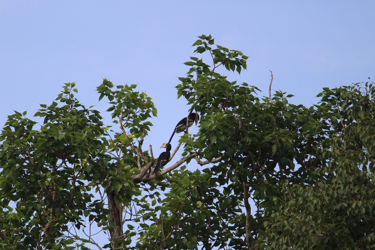 Malabar Pied-Hornbill - ML647395727