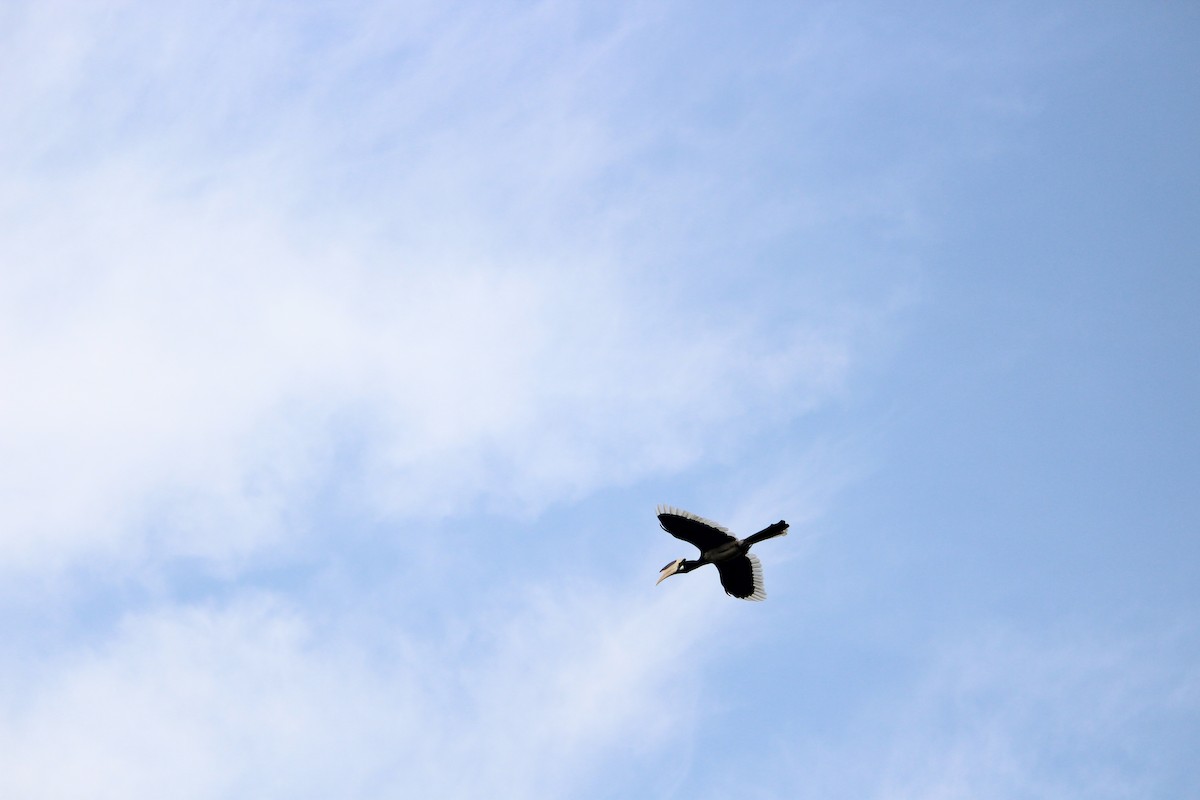 Malabar Pied-Hornbill - ML647395728