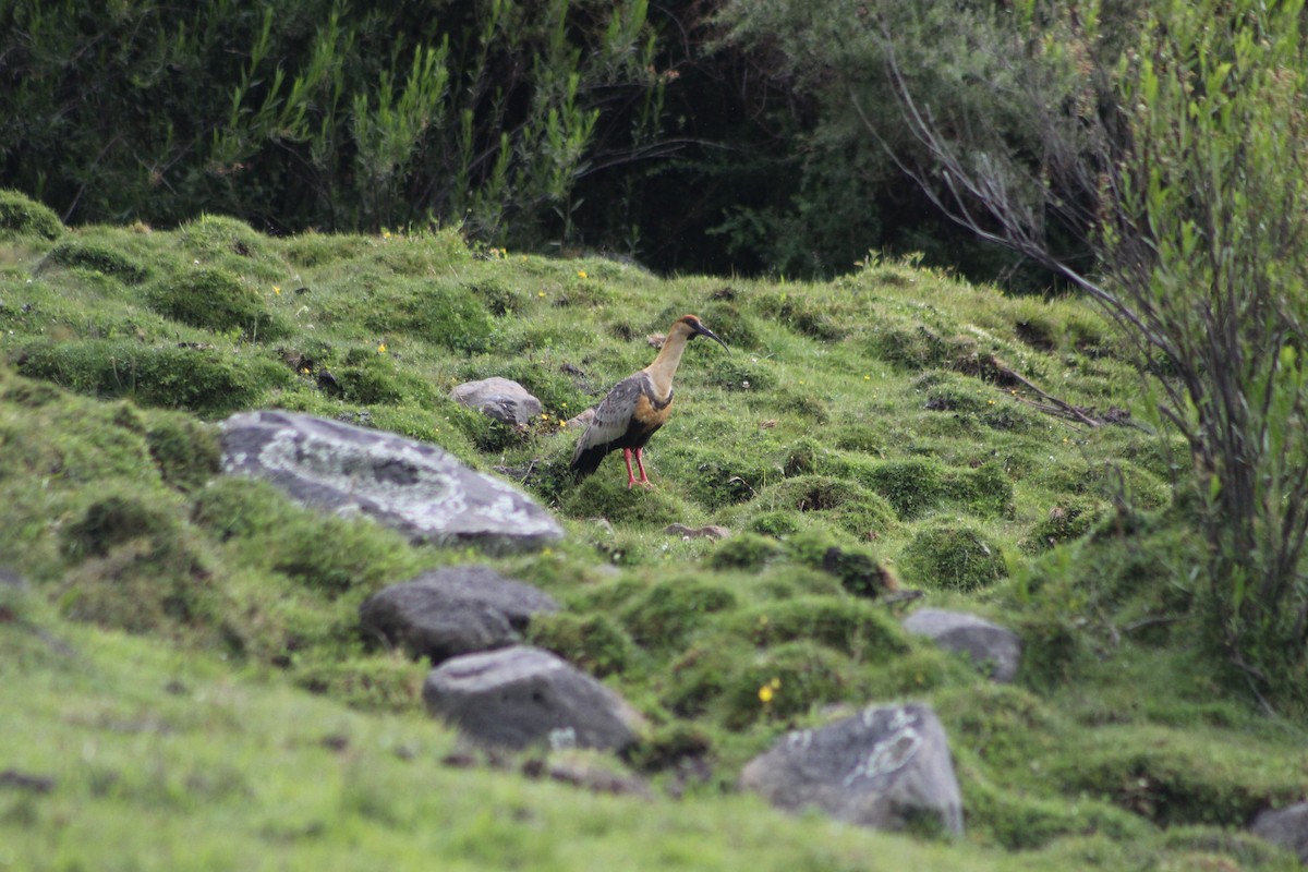 ibis laločnatý - ML647395729