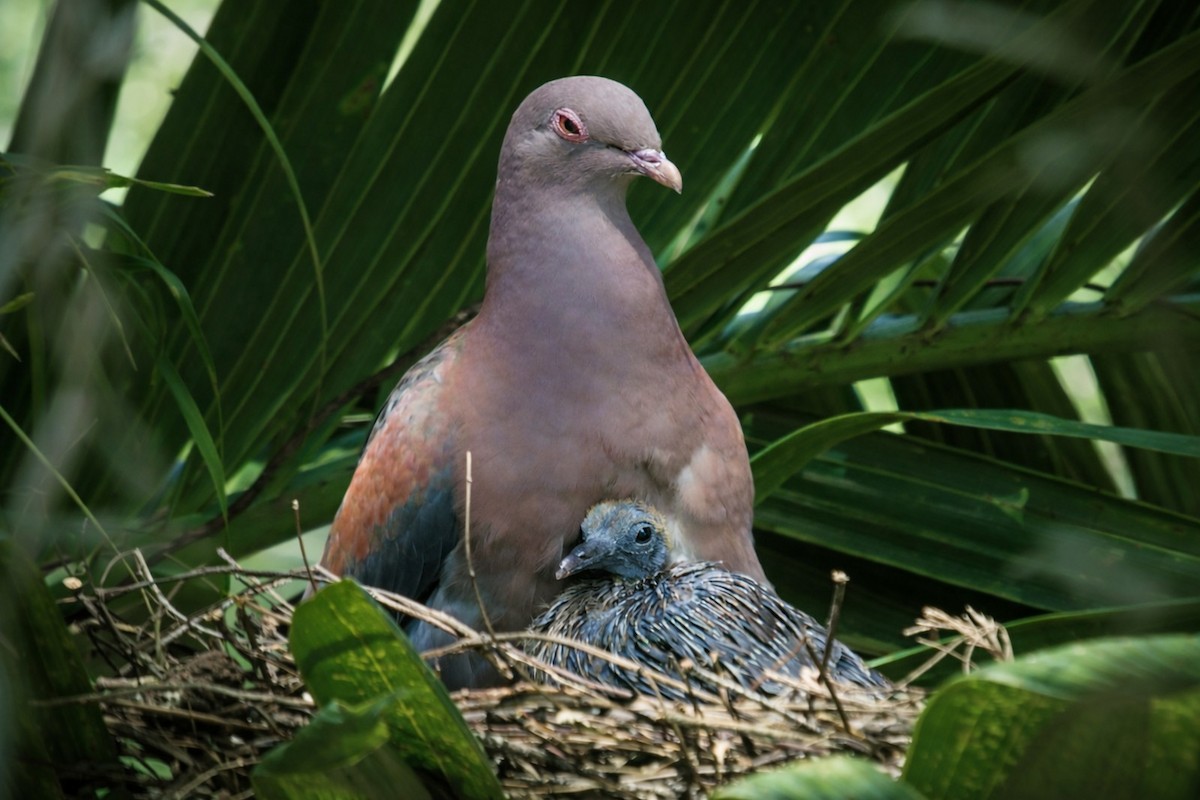 Red-billed Pigeon - ML647395733
