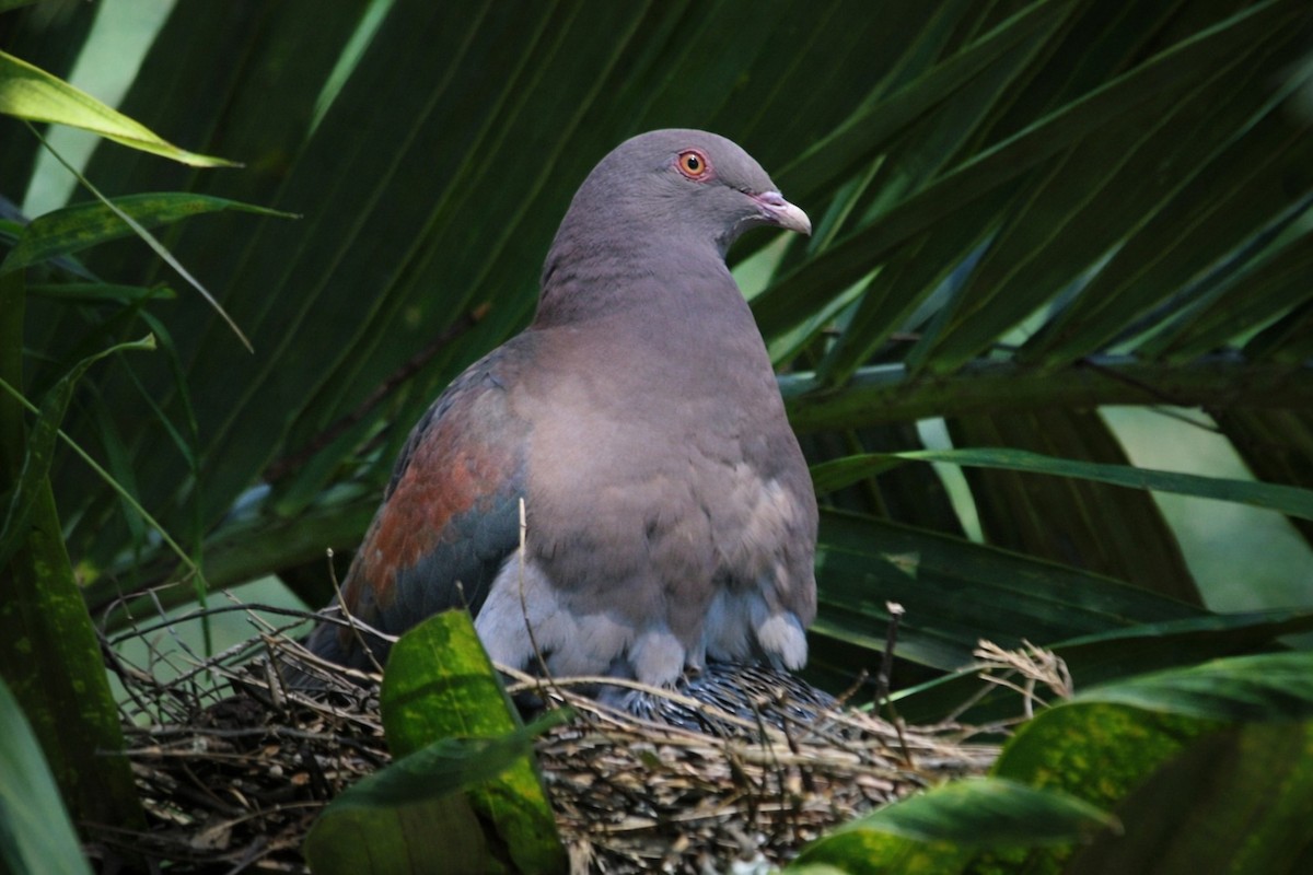 Red-billed Pigeon - ML647395734