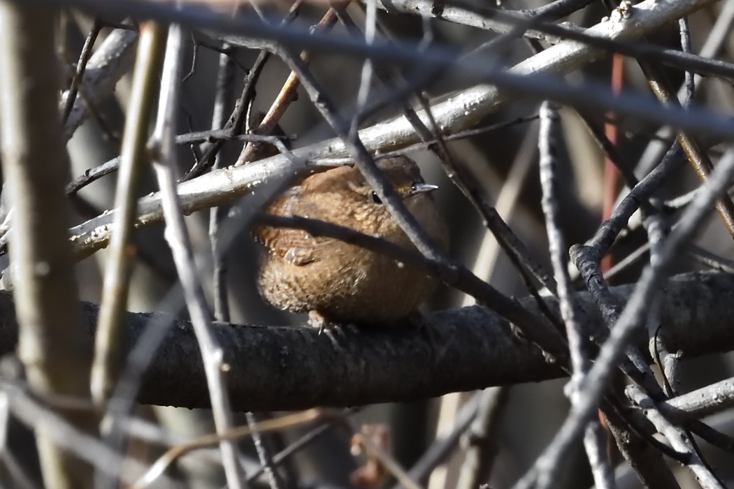 Winter Wren - ML647395749
