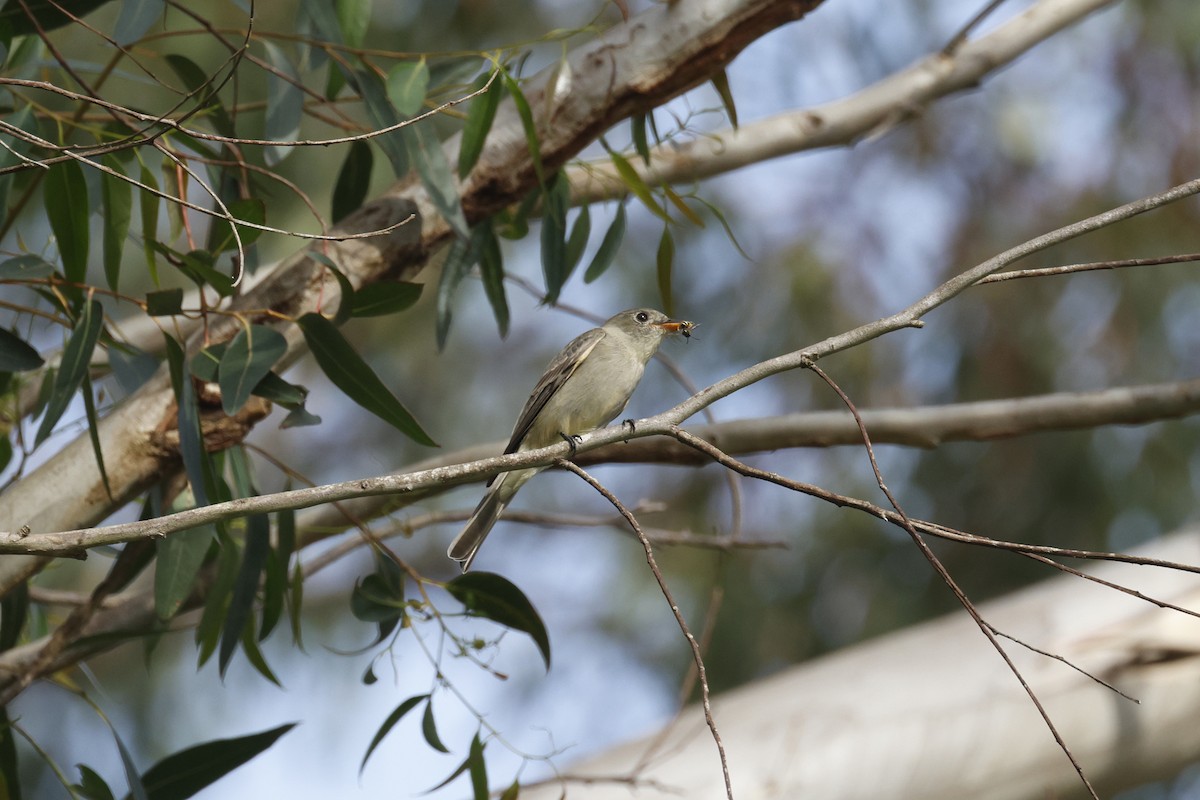 Greater Pewee - ML647395753
