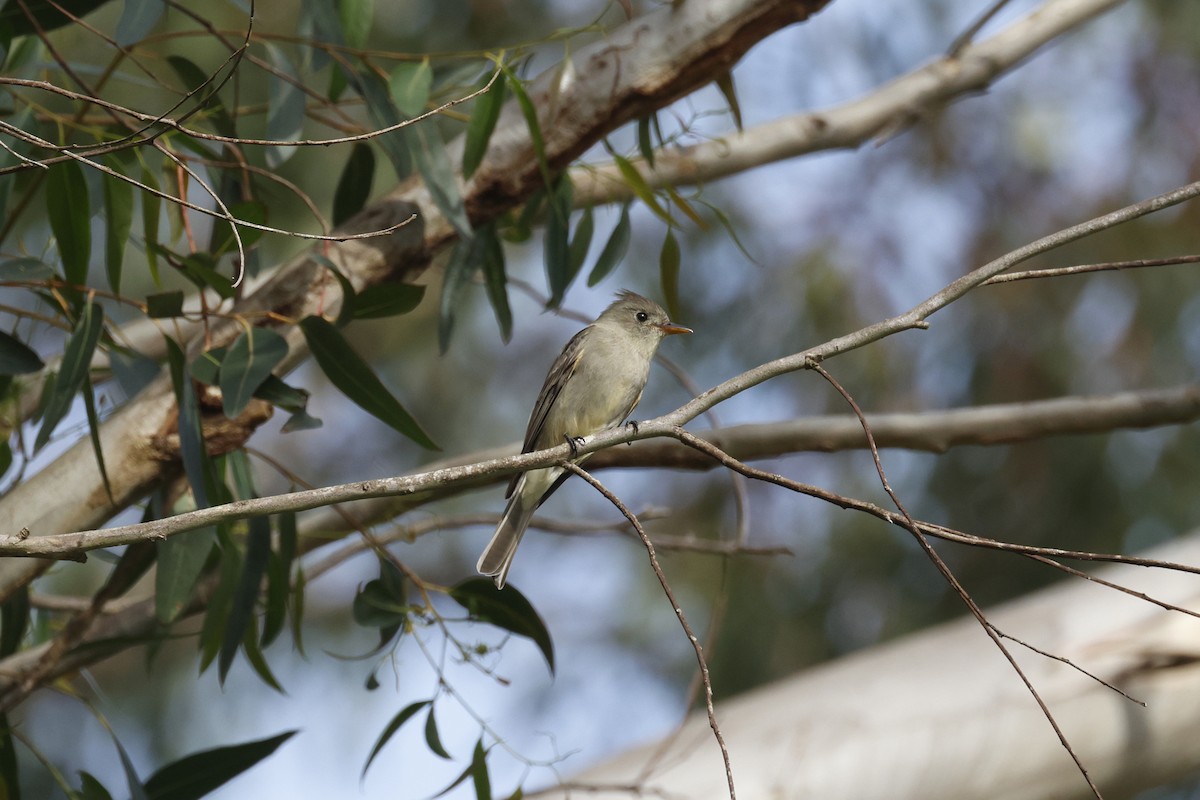 Greater Pewee - ML647395754