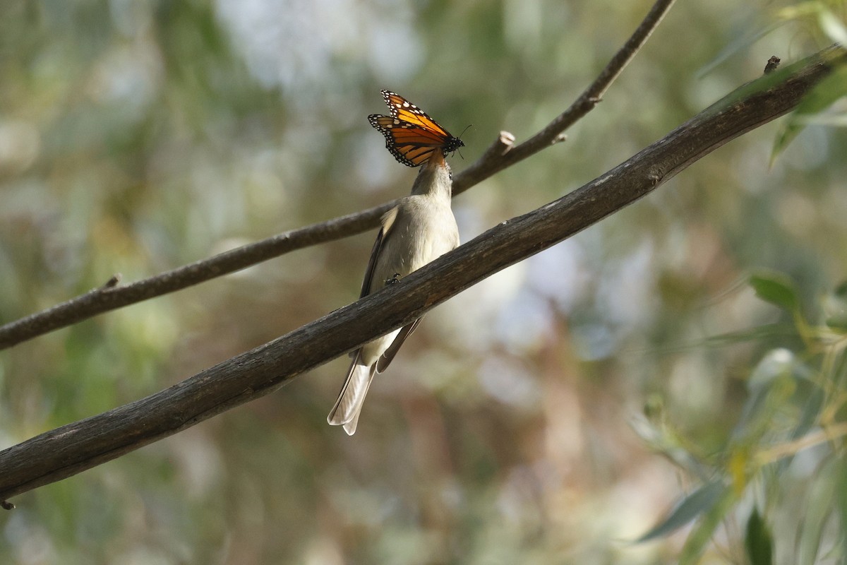 Greater Pewee - ML647395755