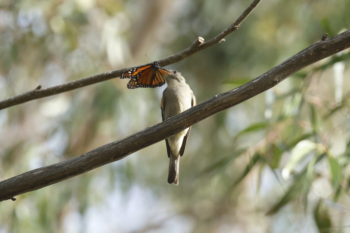 Greater Pewee - ML647395756