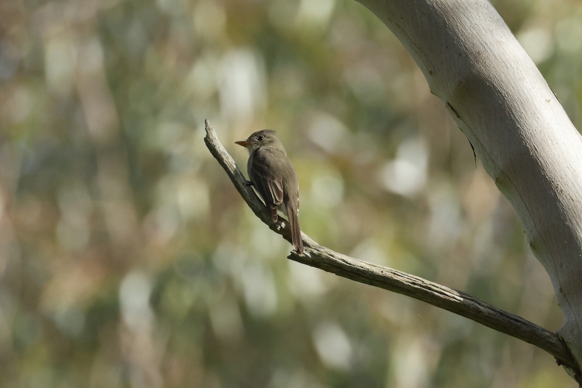 Greater Pewee - ML647395757