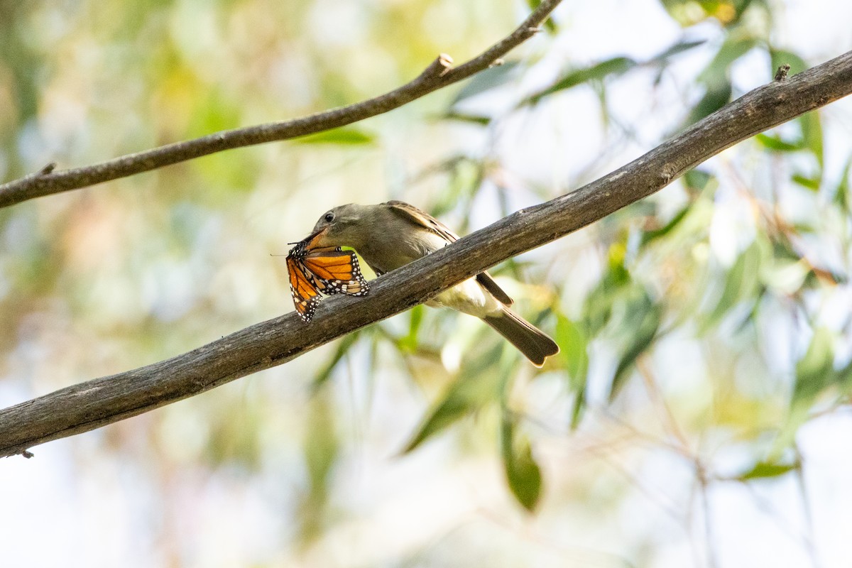 Greater Pewee - ML647395758
