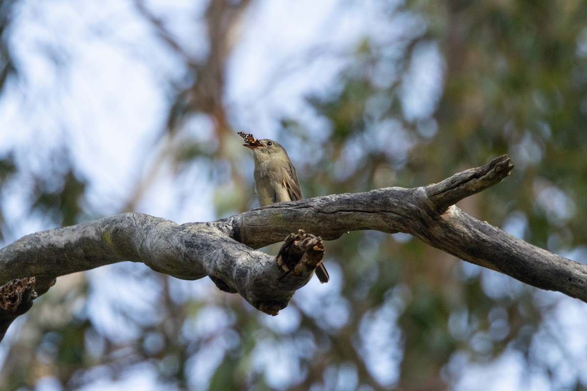 Greater Pewee - ML647395759