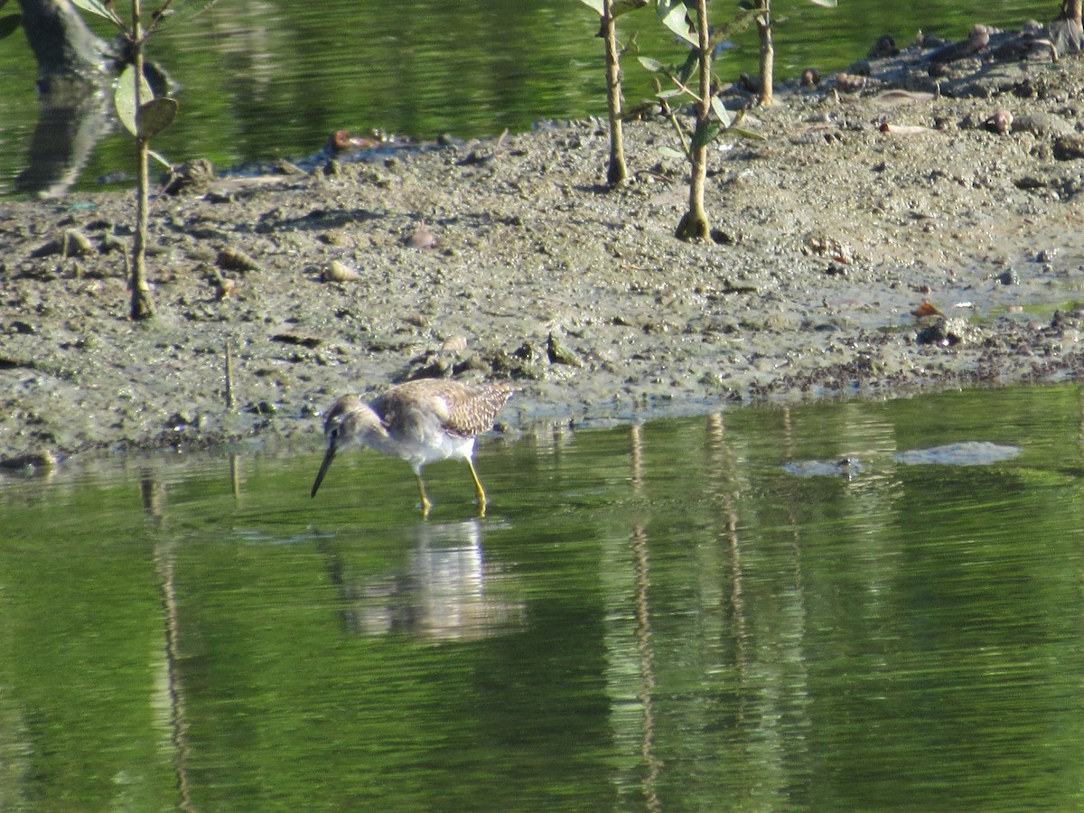 vodouš bahenní - ML647395760