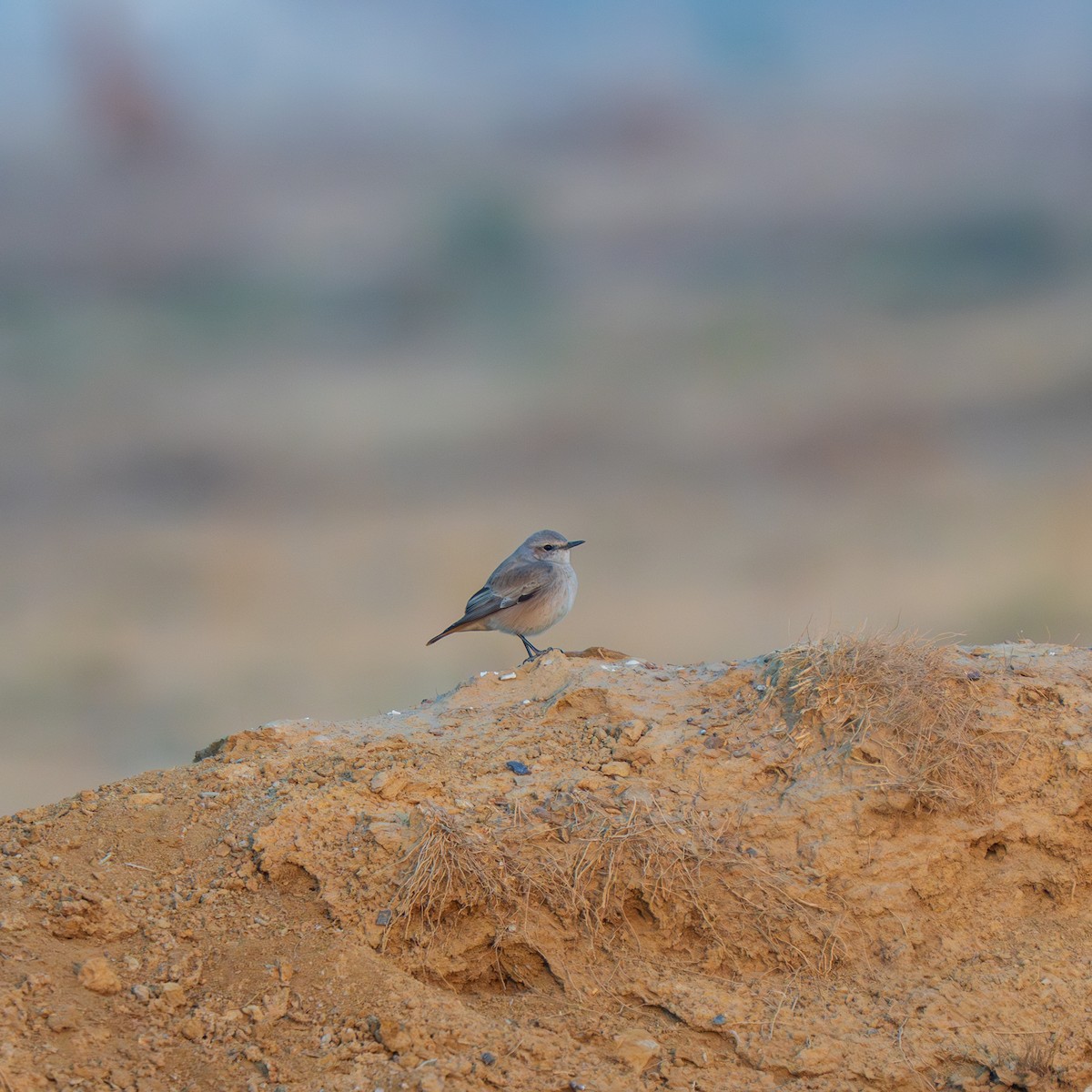 Persian Wheatear - ML647395778