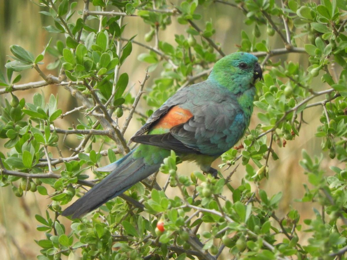 Red-rumped Parrot - ML647395810