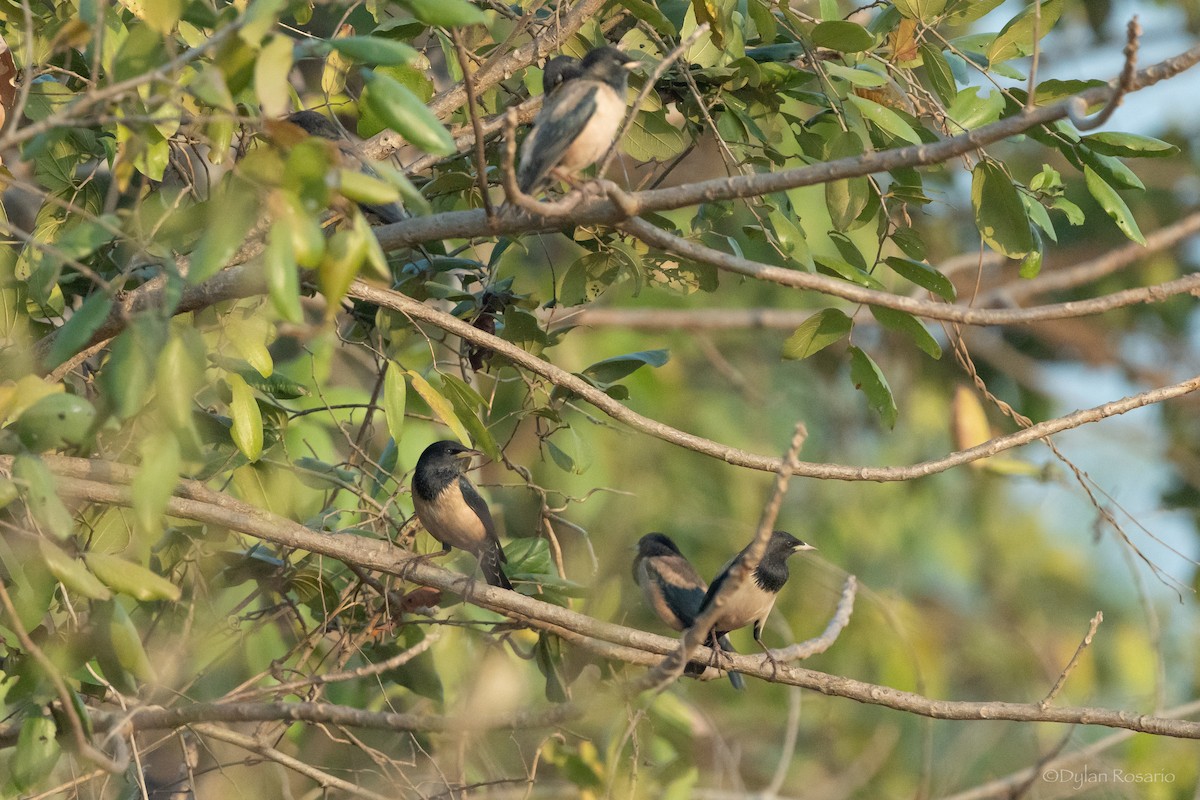 粉紅椋鳥 - ML647395812