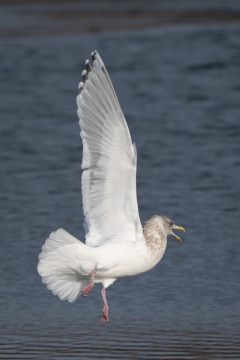 アイスランドカモメ（亜種 カナダカモメ） - ML647395820