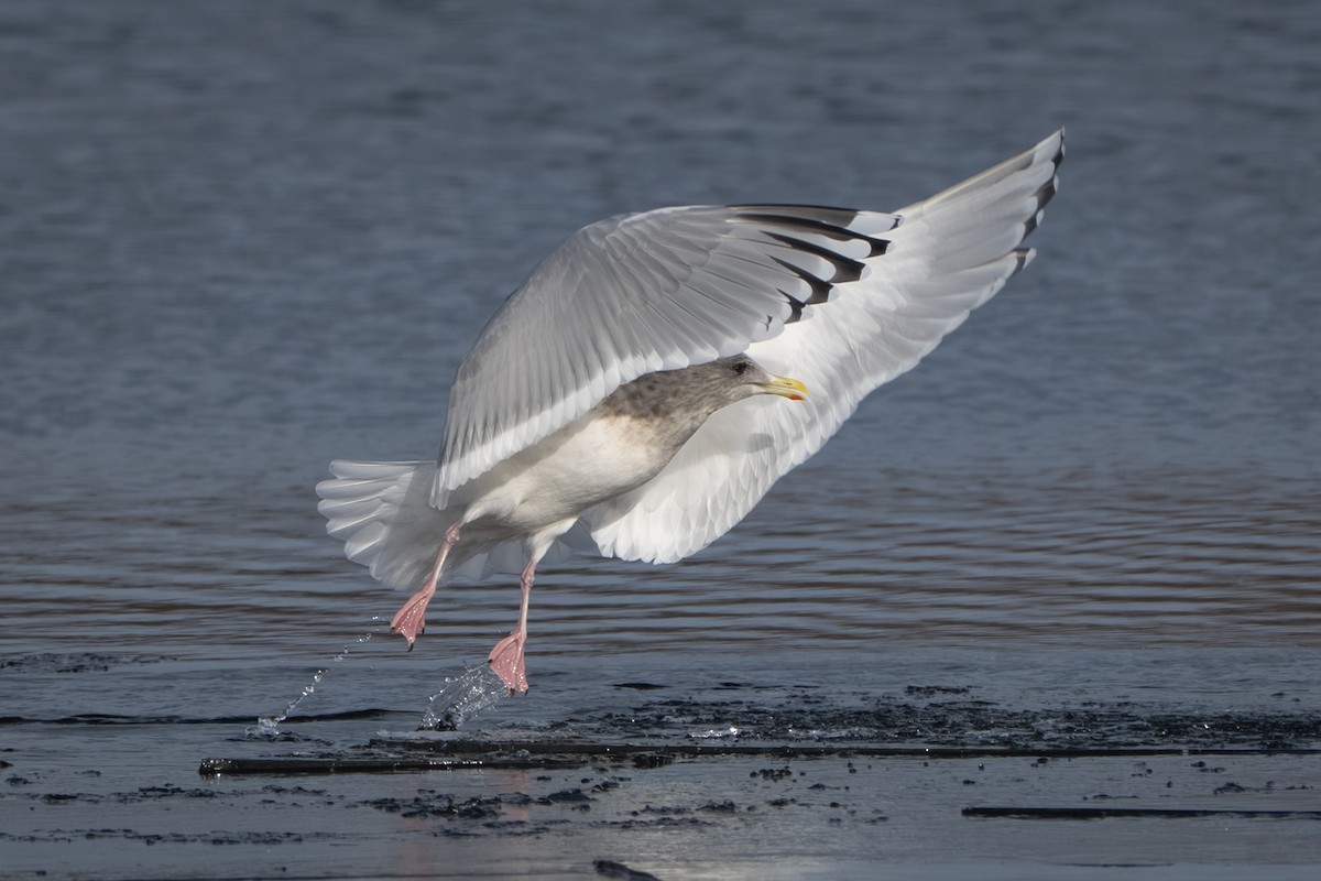 アイスランドカモメ（亜種 カナダカモメ） - ML647395821