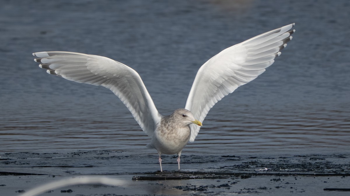 アイスランドカモメ（亜種 カナダカモメ） - ML647395822