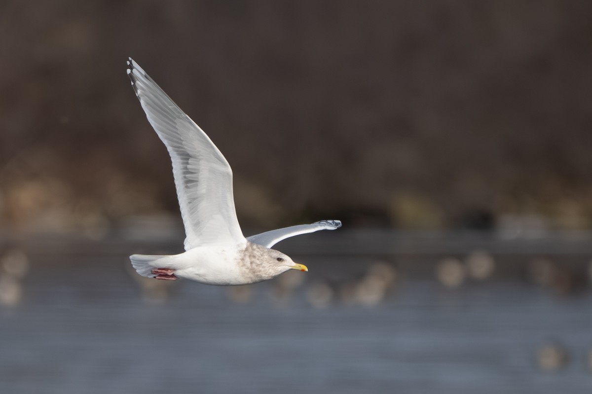 Мартин гренландський (підвид thayeri) - ML647395823