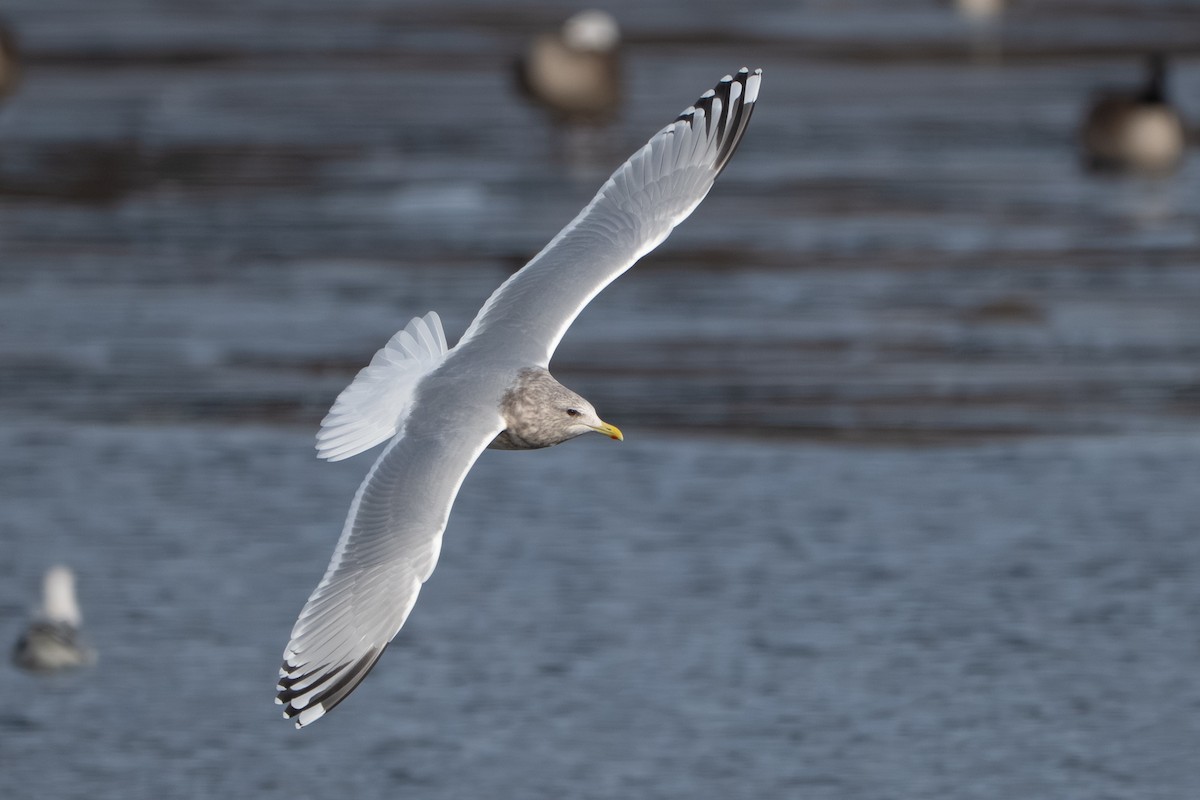 Мартин гренландський (підвид thayeri) - ML647395825