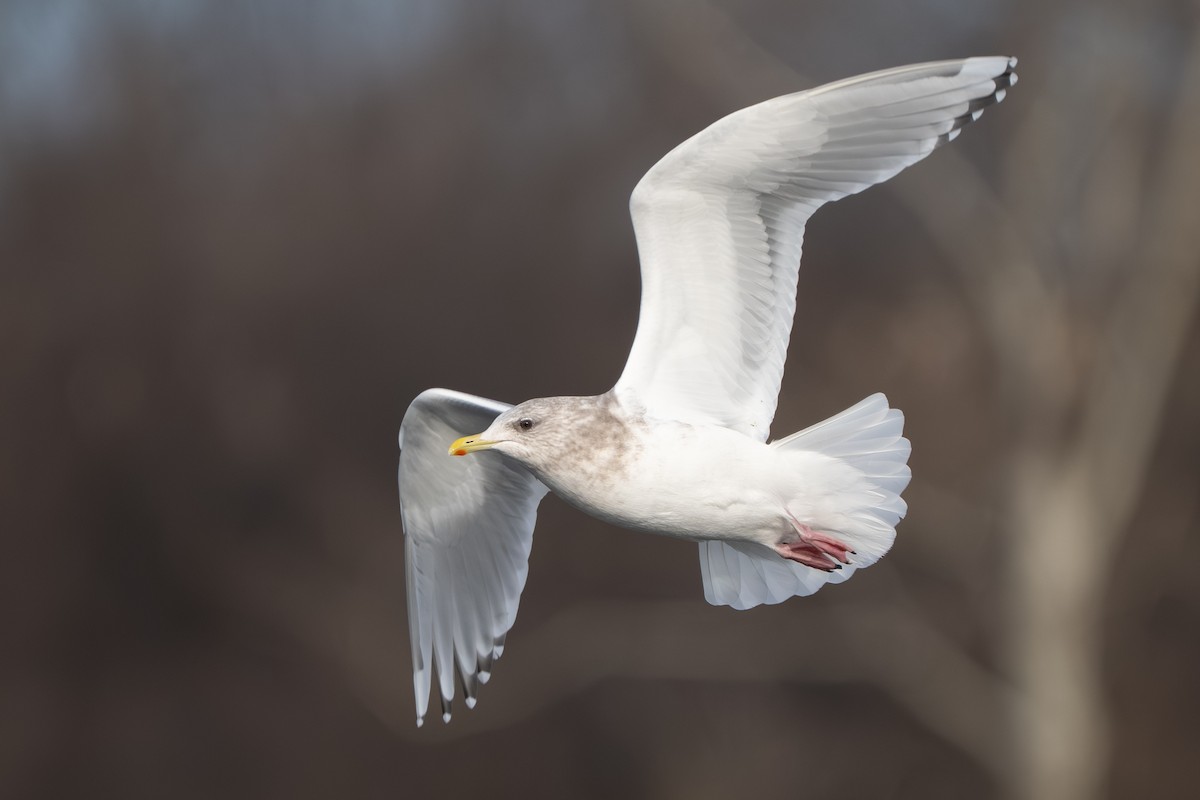 Мартин гренландський (підвид thayeri) - ML647395826