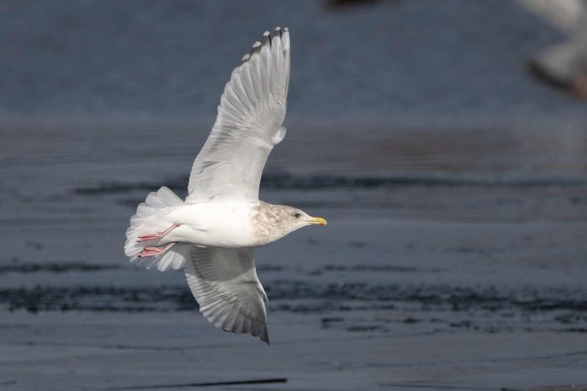 アイスランドカモメ（亜種 カナダカモメ） - ML647395827