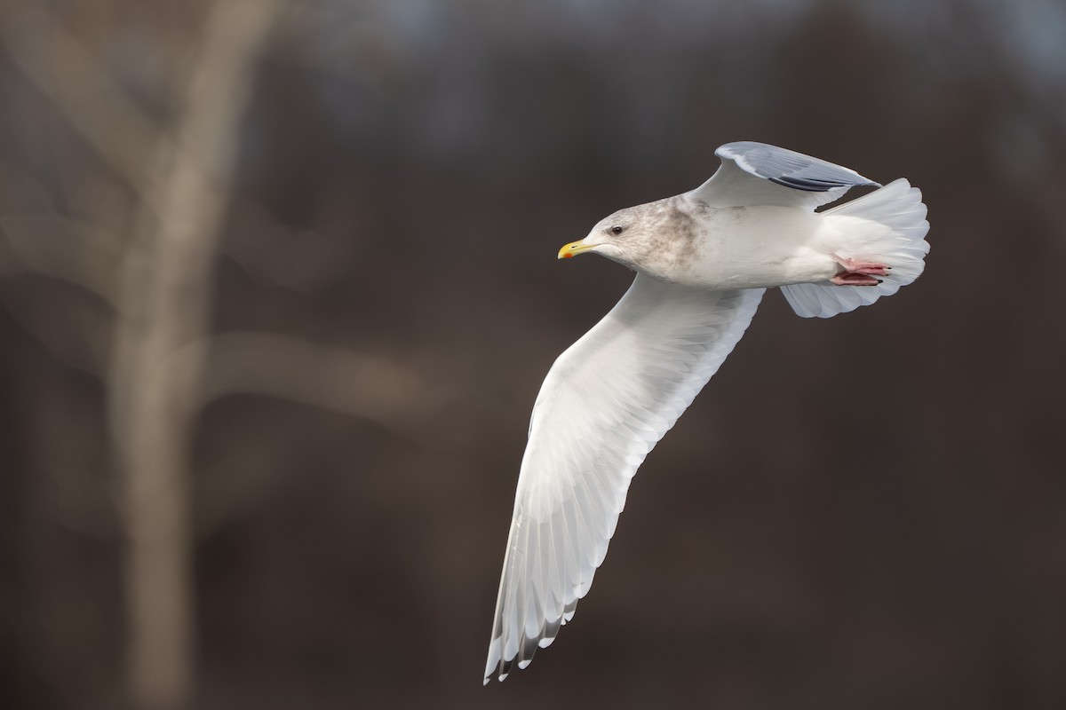 Мартин гренландський (підвид thayeri) - ML647395829