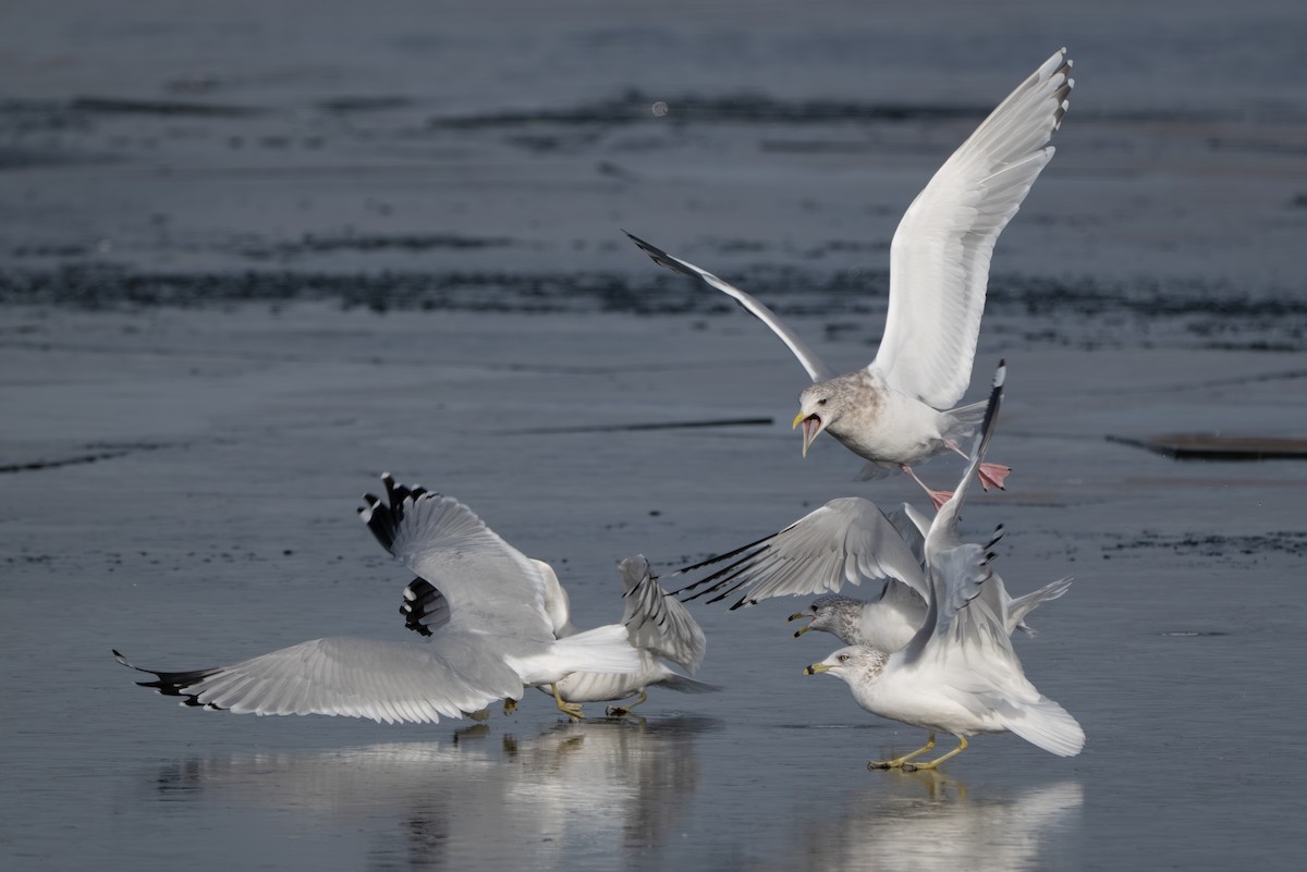 Iceland Gull (Thayer's) - ML647395830