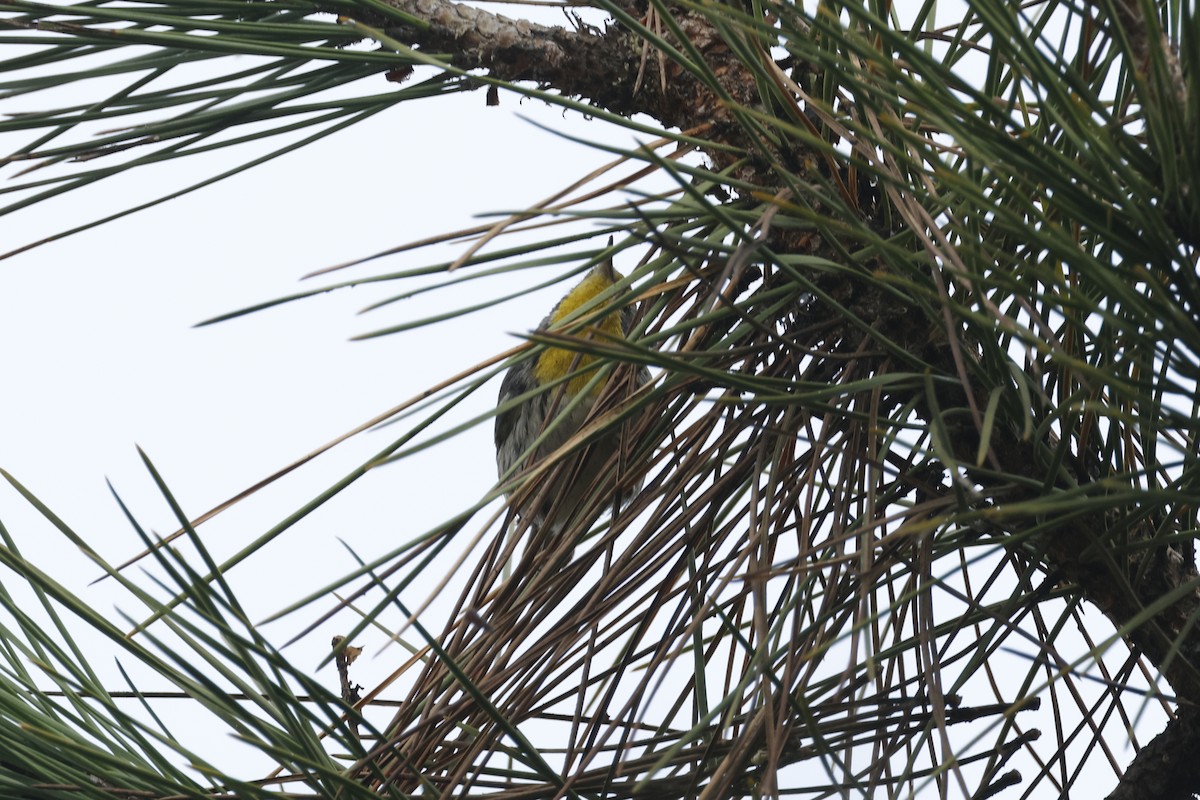 Grace's Warbler - ML647395831