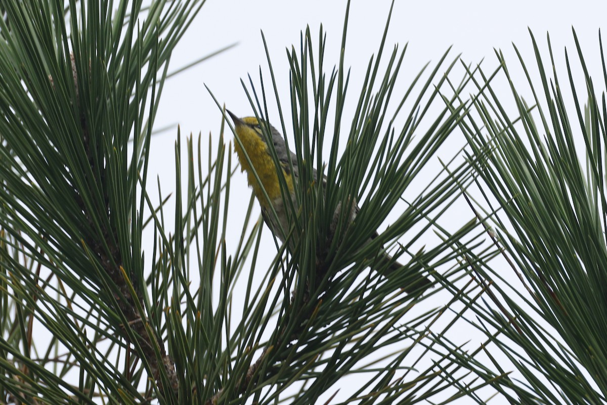 Grace's Warbler - ML647395832