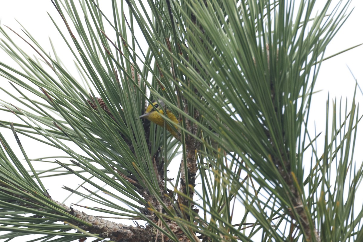 Grace's Warbler - ML647395833