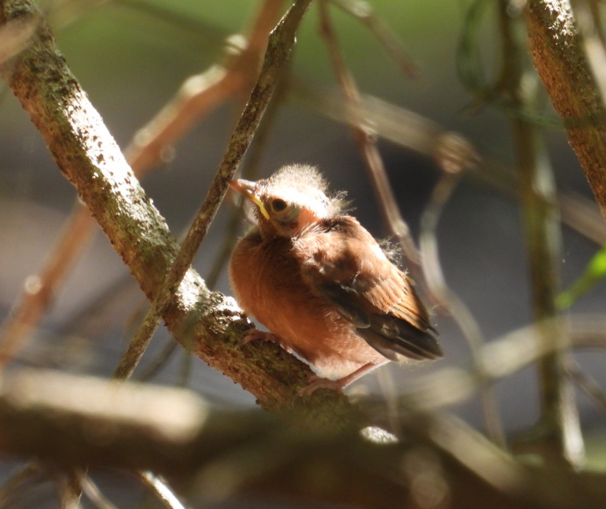 Australian Rufous Fantail - ML647395835
