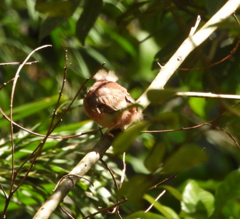 Australian Rufous Fantail - ML647395836