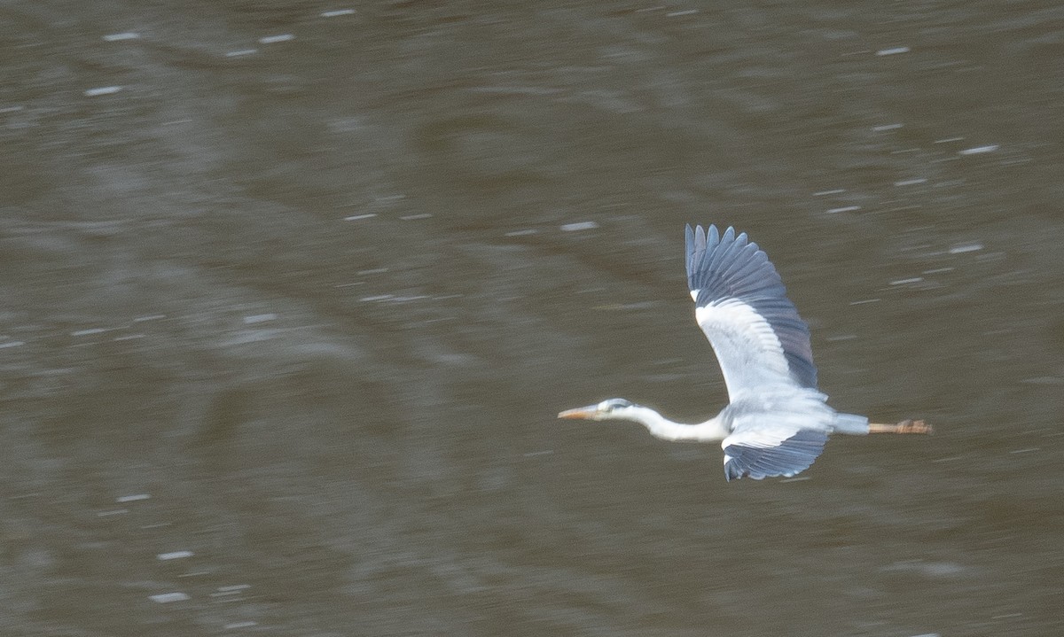 蒼鷺 - ML647395838