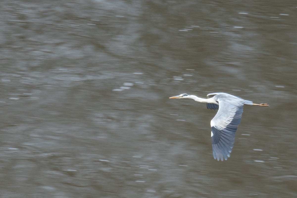 蒼鷺 - ML647395839