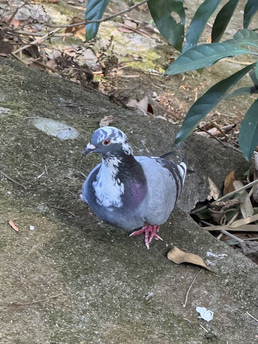 野鴿(野化) - ML647395841