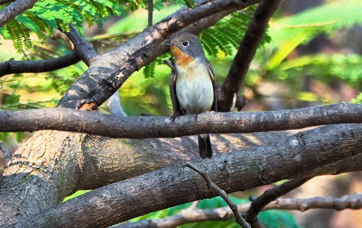 紅喉鶲/紅胸鶲 - ML647395844