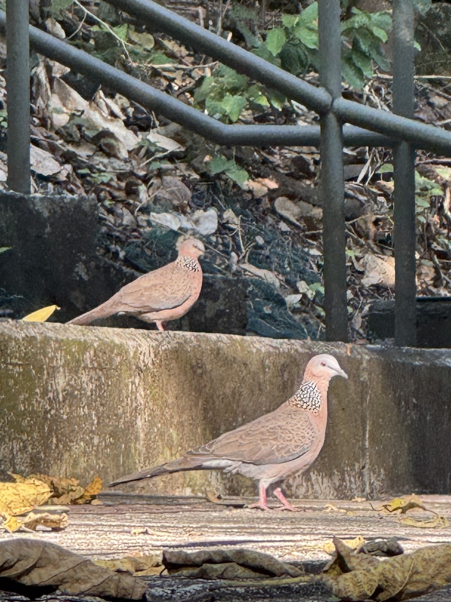 珠頸斑鳩 - ML647395847