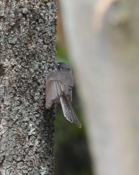 Gray Fantail - ML647395850