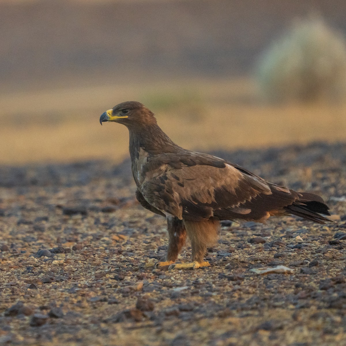 Steppe Eagle - ML647395851
